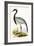 Numidian Crane,  from 'A History of the Birds of Europe Not Observed in the British Isles'-English-Framed Giclee Print