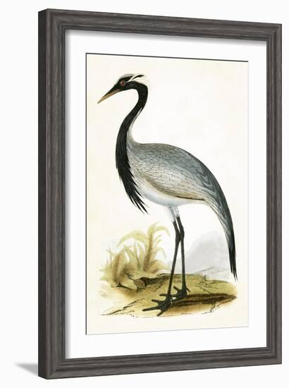 Numidian Crane,  from 'A History of the Birds of Europe Not Observed in the British Isles'-English-Framed Giclee Print