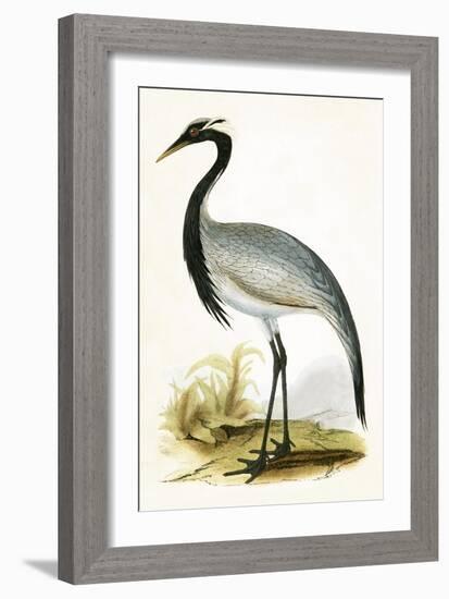 Numidian Crane,  from 'A History of the Birds of Europe Not Observed in the British Isles'-English-Framed Giclee Print