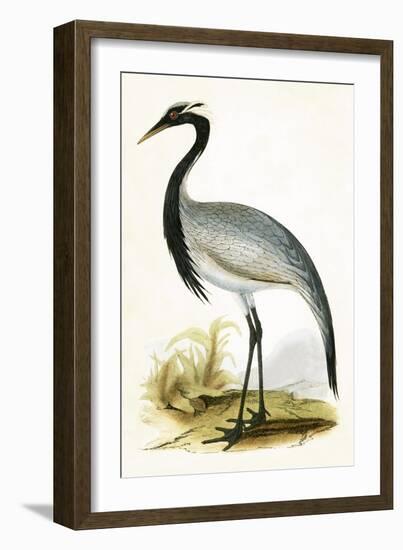 Numidian Crane,  from 'A History of the Birds of Europe Not Observed in the British Isles'-English-Framed Giclee Print