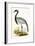 Numidian Crane,  from 'A History of the Birds of Europe Not Observed in the British Isles'-English-Framed Giclee Print