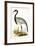 Numidian Crane,  from 'A History of the Birds of Europe Not Observed in the British Isles'-English-Framed Giclee Print