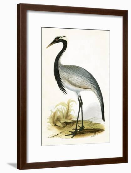 Numidian Crane,  from 'A History of the Birds of Europe Not Observed in the British Isles'-English-Framed Giclee Print