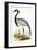 Numidian Crane,  from 'A History of the Birds of Europe Not Observed in the British Isles'-English-Framed Giclee Print