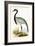 Numidian Crane,  from 'A History of the Birds of Europe Not Observed in the British Isles'-English-Framed Giclee Print