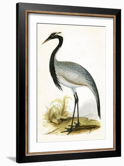 Numidian Crane,  from 'A History of the Birds of Europe Not Observed in the British Isles'-English-Framed Giclee Print