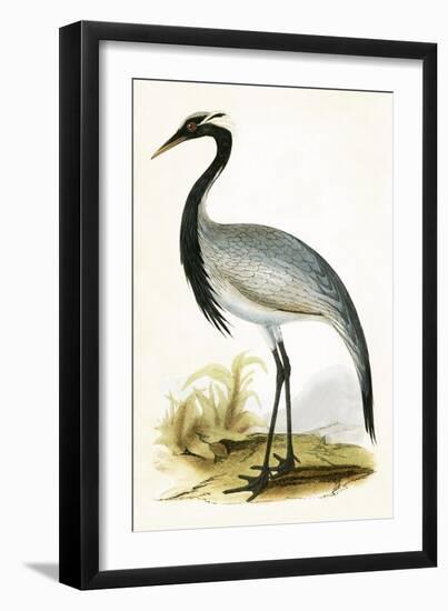 Numidian Crane,  from 'A History of the Birds of Europe Not Observed in the British Isles'-English-Framed Giclee Print