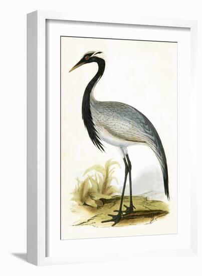 Numidian Crane,  from 'A History of the Birds of Europe Not Observed in the British Isles'-English-Framed Giclee Print