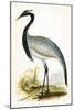 Numidian Crane,  from 'A History of the Birds of Europe Not Observed in the British Isles'-English-Mounted Giclee Print