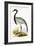 Numidian Crane,  from 'A History of the Birds of Europe Not Observed in the British Isles'-English-Framed Giclee Print