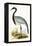 Numidian Crane,  from 'A History of the Birds of Europe Not Observed in the British Isles'-English-Framed Premier Image Canvas