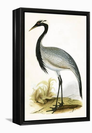 Numidian Crane,  from 'A History of the Birds of Europe Not Observed in the British Isles'-English-Framed Premier Image Canvas