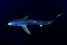 Great Blue Shark (Prionace Glauca), Dorsal View Against Dark Water-Nuno Sa-Photographic Print