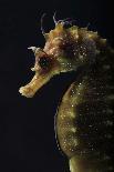 Long Snouted Seahorse (Hippocampus Guttulatus)-Nuno Sa-Premium Photographic Print