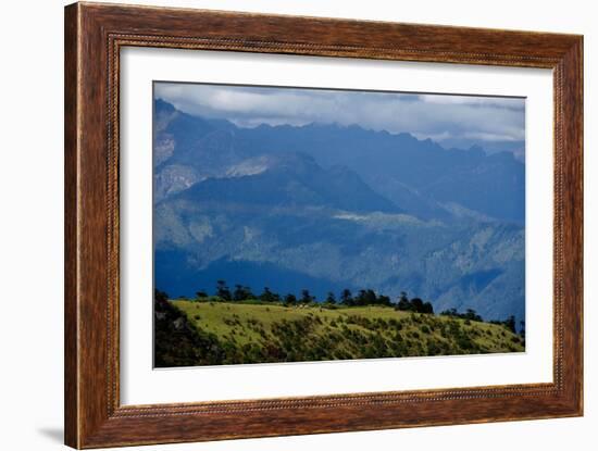 Nuns Gather Juniper from the High Mountains In, Bhutan (Photo)-null-Framed Giclee Print