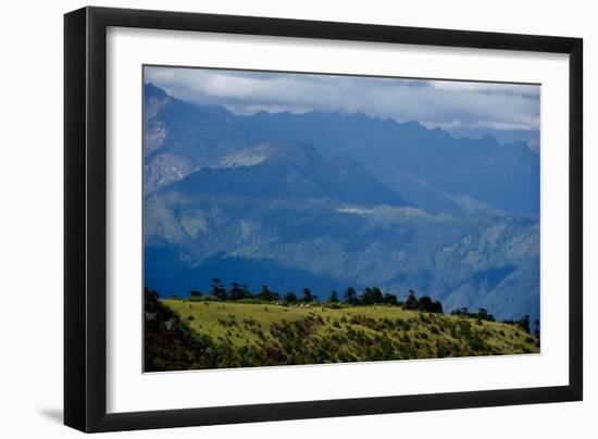 Nuns Gather Juniper from the High Mountains In, Bhutan (Photo)-null-Framed Giclee Print