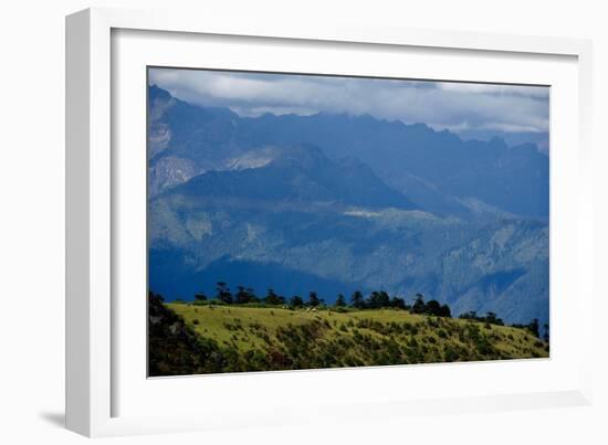 Nuns Gather Juniper from the High Mountains In, Bhutan (Photo)-null-Framed Giclee Print