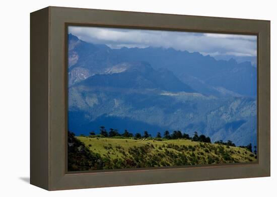 Nuns Gather Juniper from the High Mountains In, Bhutan (Photo)-null-Framed Premier Image Canvas