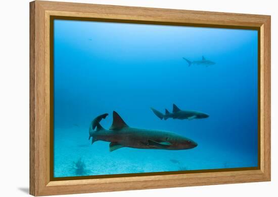 Nurse Shark and Caribbean Reef Shark, Maralliance, Half Moon Caye, Lighthouse Reef, Atoll, Belize-Pete Oxford-Framed Premier Image Canvas