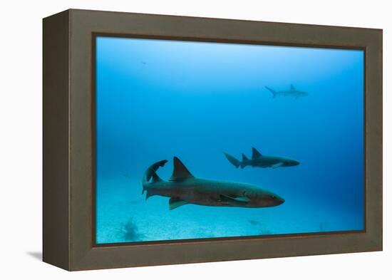 Nurse Shark and Caribbean Reef Shark, Maralliance, Half Moon Caye, Lighthouse Reef, Atoll, Belize-Pete Oxford-Framed Premier Image Canvas