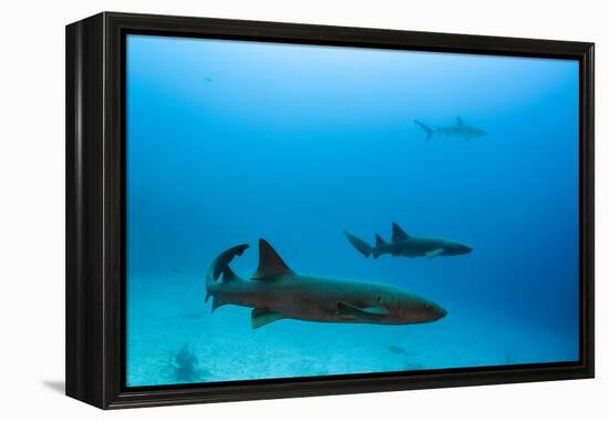 Nurse Shark and Caribbean Reef Shark, Maralliance, Half Moon Caye, Lighthouse Reef, Atoll, Belize-Pete Oxford-Framed Premier Image Canvas