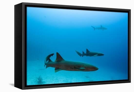 Nurse Shark and Caribbean Reef Shark, Maralliance, Half Moon Caye, Lighthouse Reef, Atoll, Belize-Pete Oxford-Framed Premier Image Canvas