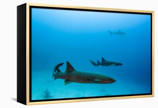 Nurse Shark and Caribbean Reef Shark, Maralliance, Half Moon Caye, Lighthouse Reef, Atoll, Belize-Pete Oxford-Framed Premier Image Canvas