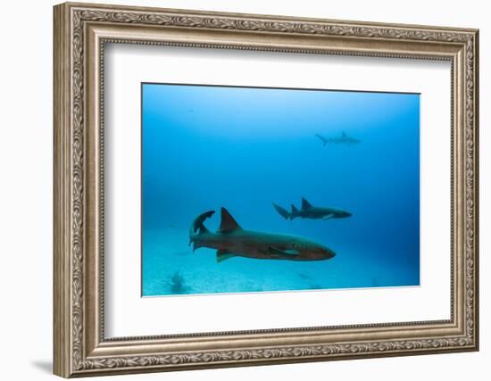 Nurse Shark and Caribbean Reef Shark, Maralliance, Half Moon Caye, Lighthouse Reef, Atoll, Belize-Pete Oxford-Framed Photographic Print