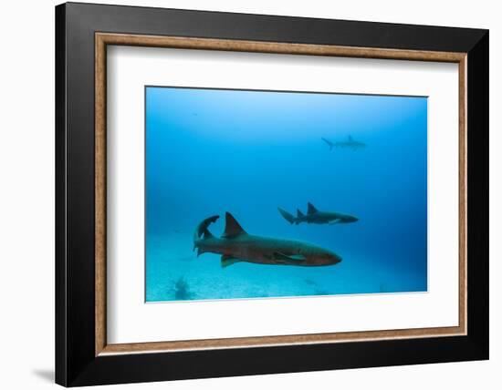 Nurse Shark and Caribbean Reef Shark, Maralliance, Half Moon Caye, Lighthouse Reef, Atoll, Belize-Pete Oxford-Framed Photographic Print