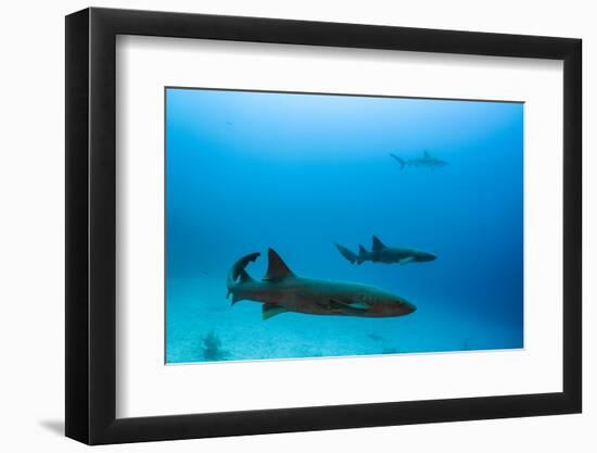 Nurse Shark and Caribbean Reef Shark, Maralliance, Half Moon Caye, Lighthouse Reef, Atoll, Belize-Pete Oxford-Framed Photographic Print