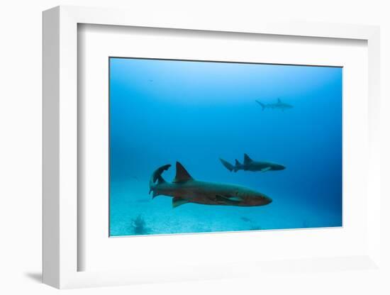Nurse Shark and Caribbean Reef Shark, Maralliance, Half Moon Caye, Lighthouse Reef, Atoll, Belize-Pete Oxford-Framed Photographic Print