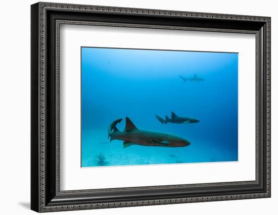 Nurse Shark and Caribbean Reef Shark, Maralliance, Half Moon Caye, Lighthouse Reef, Atoll, Belize-Pete Oxford-Framed Photographic Print