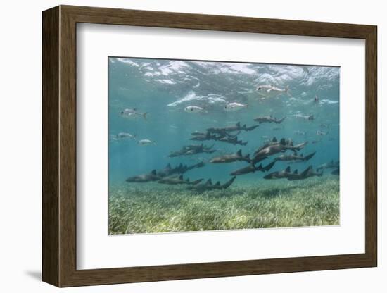 Nurse Shark and Horse-Eye Jacks, Shark Ray Alley, Hol Chan Marine Reserve, Belize-Pete Oxford-Framed Photographic Print