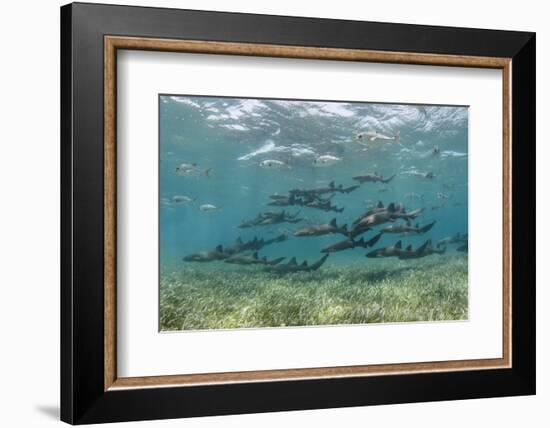 Nurse Shark and Horse-Eye Jacks, Shark Ray Alley, Hol Chan Marine Reserve, Belize-Pete Oxford-Framed Photographic Print