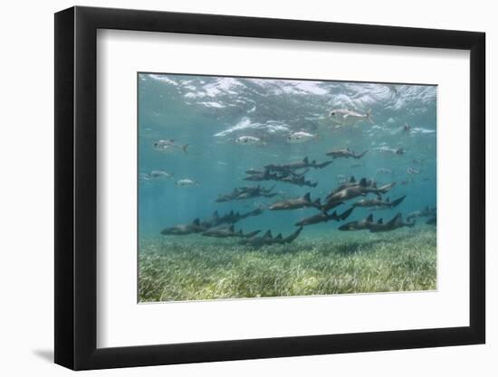 Nurse Shark and Horse-Eye Jacks, Shark Ray Alley, Hol Chan Marine Reserve, Belize-Pete Oxford-Framed Photographic Print