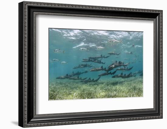 Nurse Shark and Horse-Eye Jacks, Shark Ray Alley, Hol Chan Marine Reserve, Belize-Pete Oxford-Framed Photographic Print