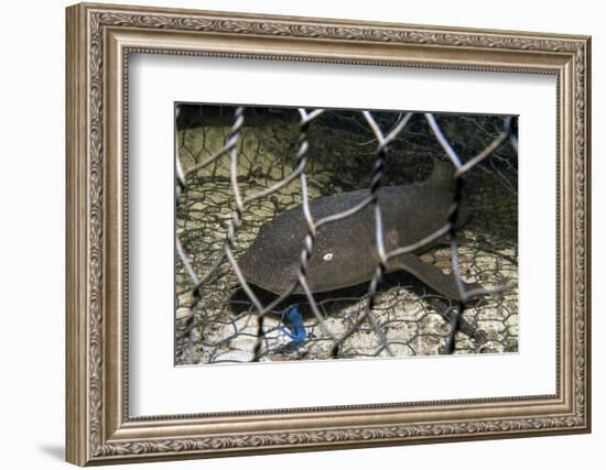 Nurse Shark (Ginglymostoma Cirratum) Young Caught in a Fishtrap-Alex Mustard-Framed Photographic Print