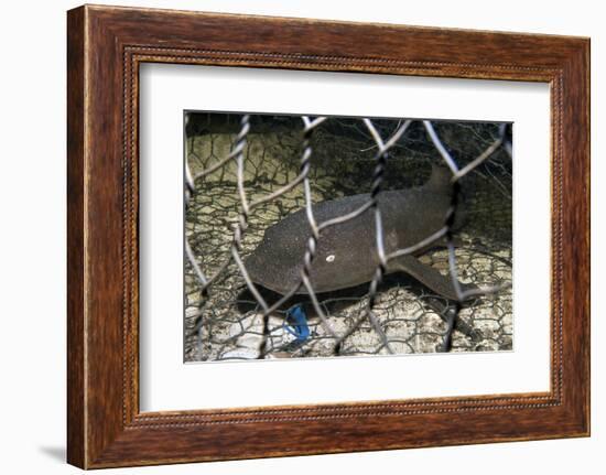 Nurse Shark (Ginglymostoma Cirratum) Young Caught in a Fishtrap-Alex Mustard-Framed Photographic Print