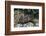 Nurse Shark (Ginglymostoma Cirratum) Young Caught in a Fishtrap-Alex Mustard-Framed Photographic Print