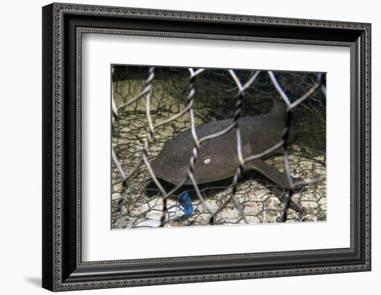 Nurse Shark (Ginglymostoma Cirratum) Young Caught in a Fishtrap-Alex Mustard-Framed Photographic Print