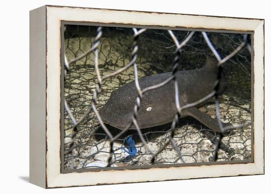 Nurse Shark (Ginglymostoma Cirratum) Young Caught in a Fishtrap-Alex Mustard-Framed Premier Image Canvas