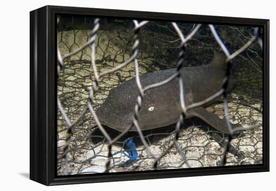 Nurse Shark (Ginglymostoma Cirratum) Young Caught in a Fishtrap-Alex Mustard-Framed Premier Image Canvas