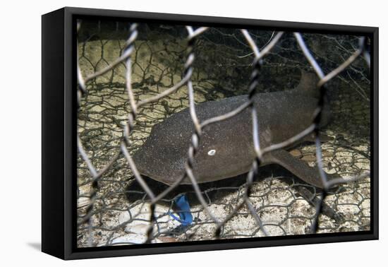 Nurse Shark (Ginglymostoma Cirratum) Young Caught in a Fishtrap-Alex Mustard-Framed Premier Image Canvas