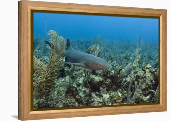 Nurse Shark, Hol Chan Marine Reserve, Belize-Pete Oxford-Framed Premier Image Canvas