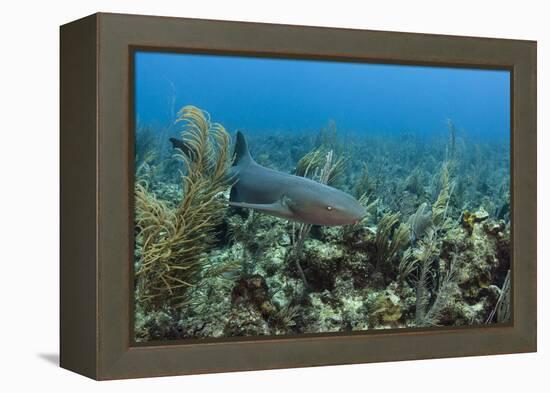 Nurse Shark, Hol Chan Marine Reserve, Belize-Pete Oxford-Framed Premier Image Canvas