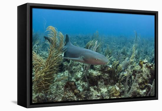 Nurse Shark, Hol Chan Marine Reserve, Belize-Pete Oxford-Framed Premier Image Canvas