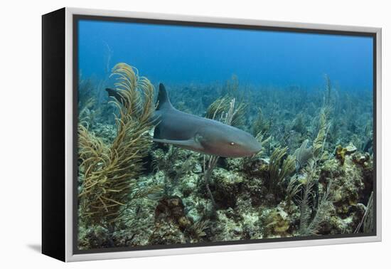 Nurse Shark, Hol Chan Marine Reserve, Belize-Pete Oxford-Framed Premier Image Canvas