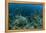 Nurse Shark, Hol Chan Marine Reserve, Belize-Pete Oxford-Framed Premier Image Canvas