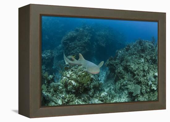 Nurse Shark, Hol Chan Marine Reserve, Belize-Pete Oxford-Framed Premier Image Canvas