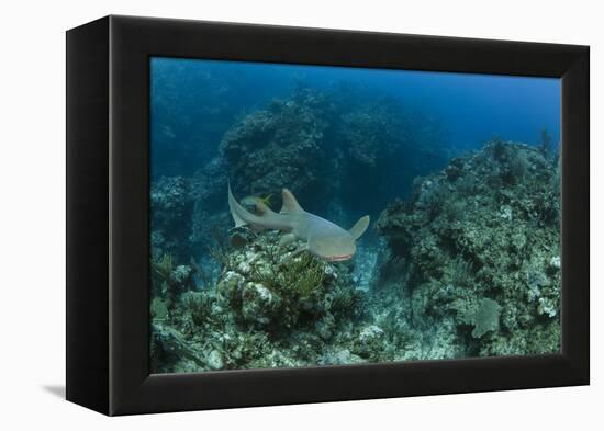 Nurse Shark, Hol Chan Marine Reserve, Belize-Pete Oxford-Framed Premier Image Canvas